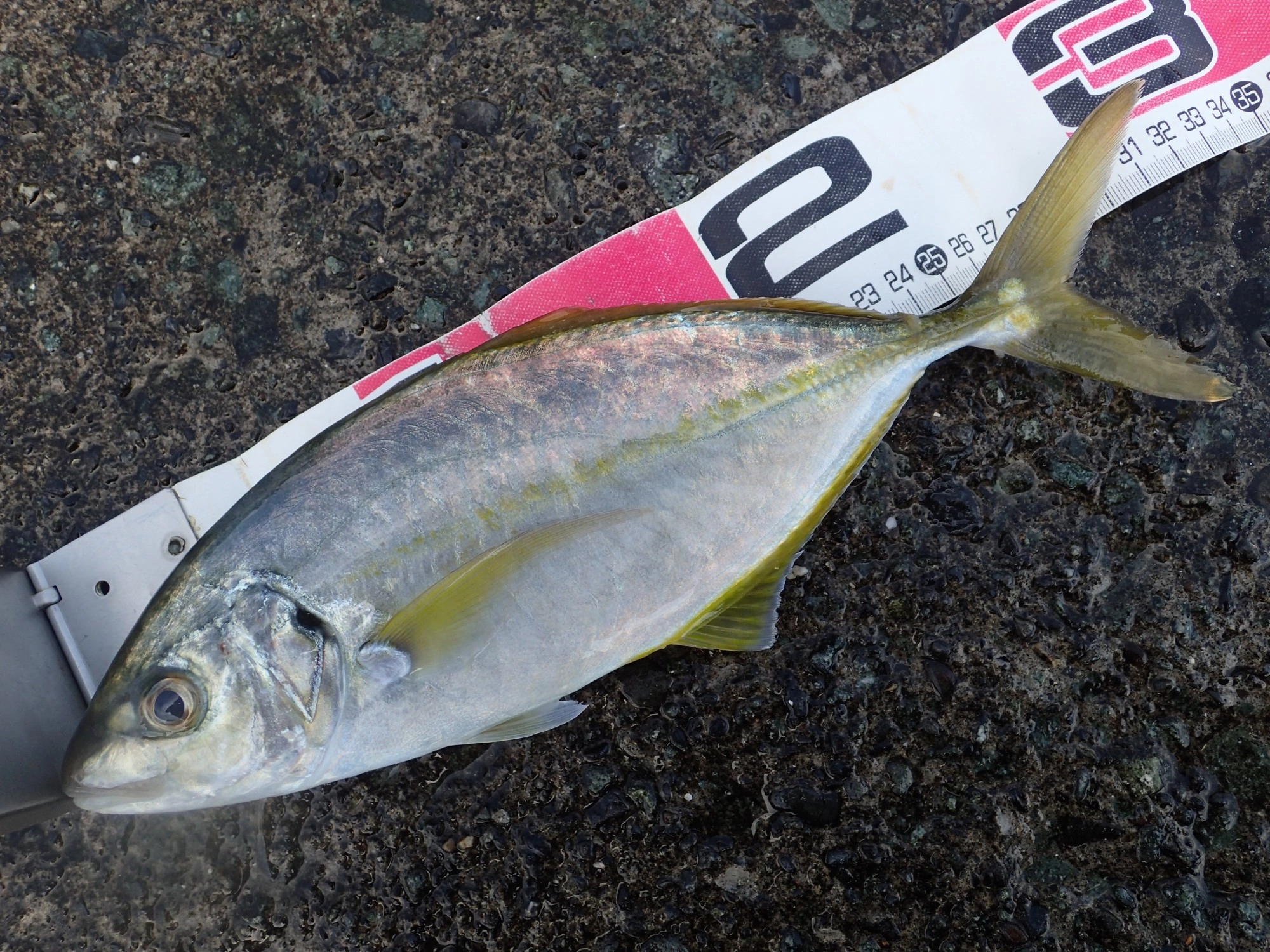 シマアジ　32ｃｍ