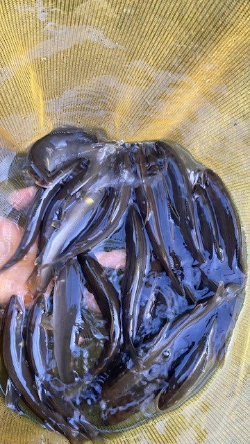 釣果28匹