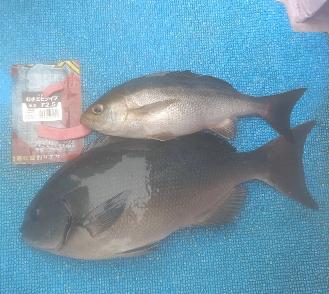 ハイブリッドクロス良く釣れました