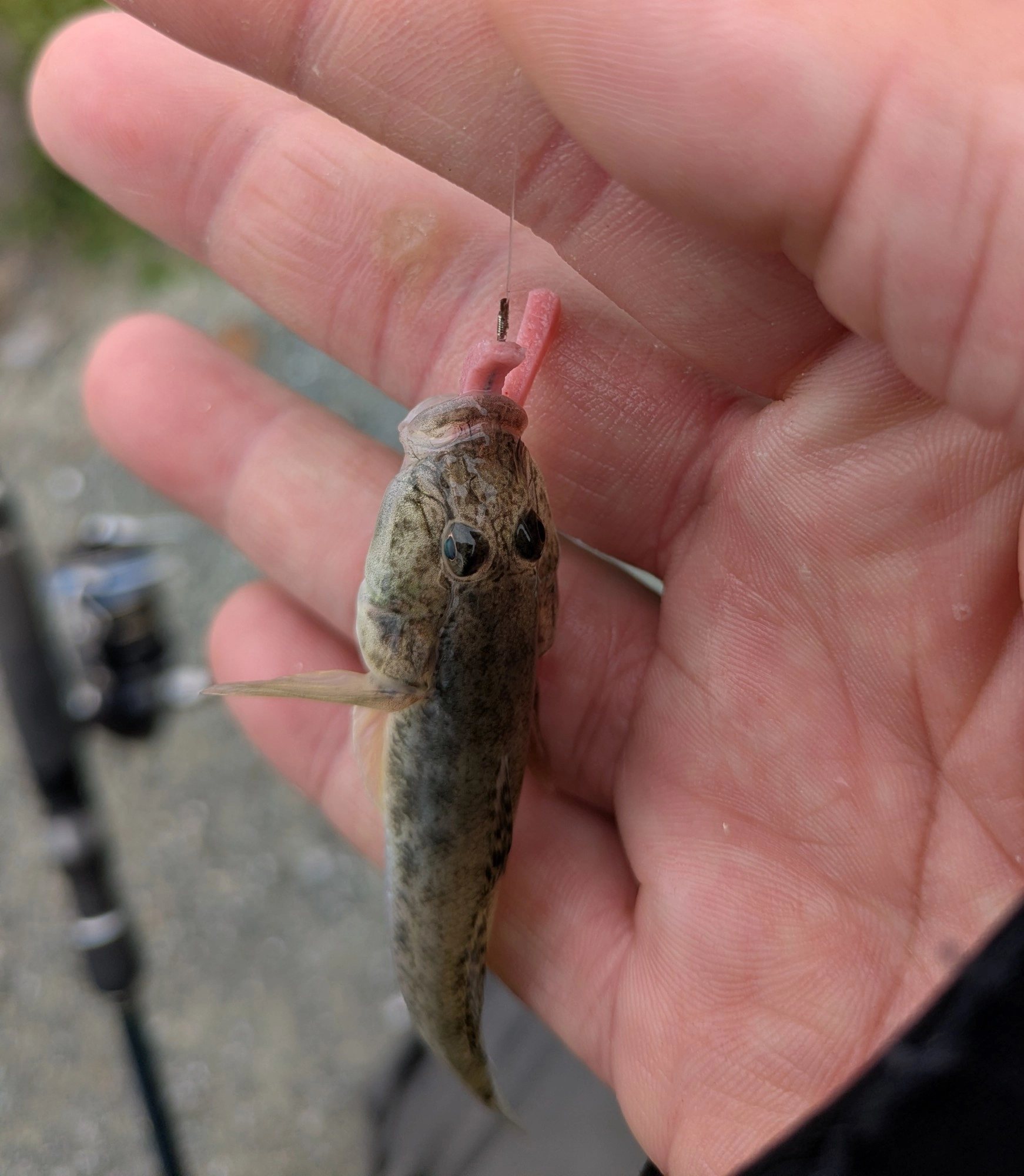 話題の『ハイブリッドクロスイソメタイプ』でハゼが釣れました。虫エサ苦手な方でもこれなら大丈夫。