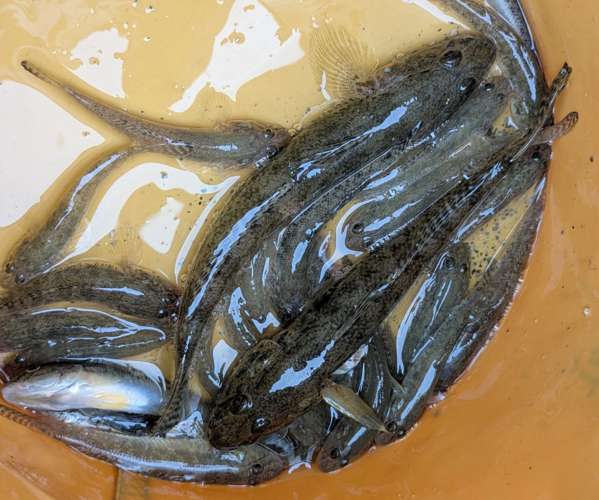 2時間ほどの釣果です。小さいのが多いですが数釣れるのでとっても楽しい！