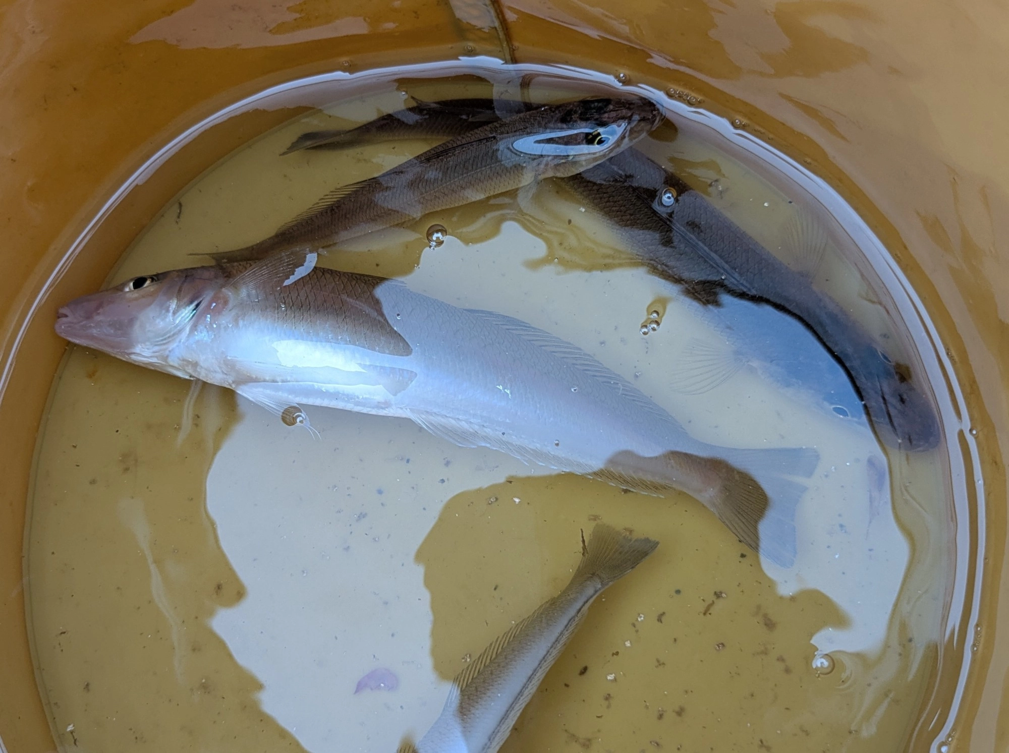 お腹に卵を持った乗っ込みの量型キスが釣れました。7号サイズの針ならいろいろな大きさのキスに使えるのでお勧めです。