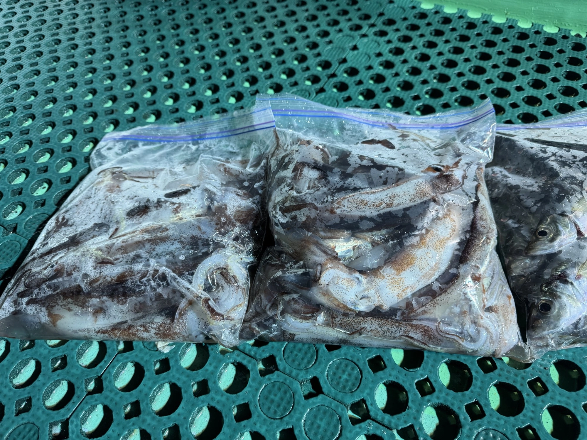 ムギイカの活性良く、アベレージ２０杯程の釣果。マイカも船中僅かですが釣れていました。