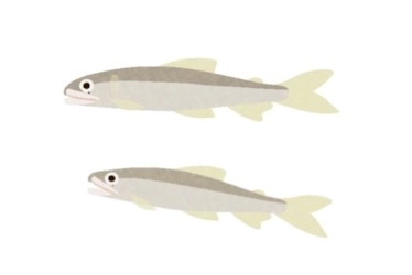 鮎のエサ釣り・毛バリ釣り