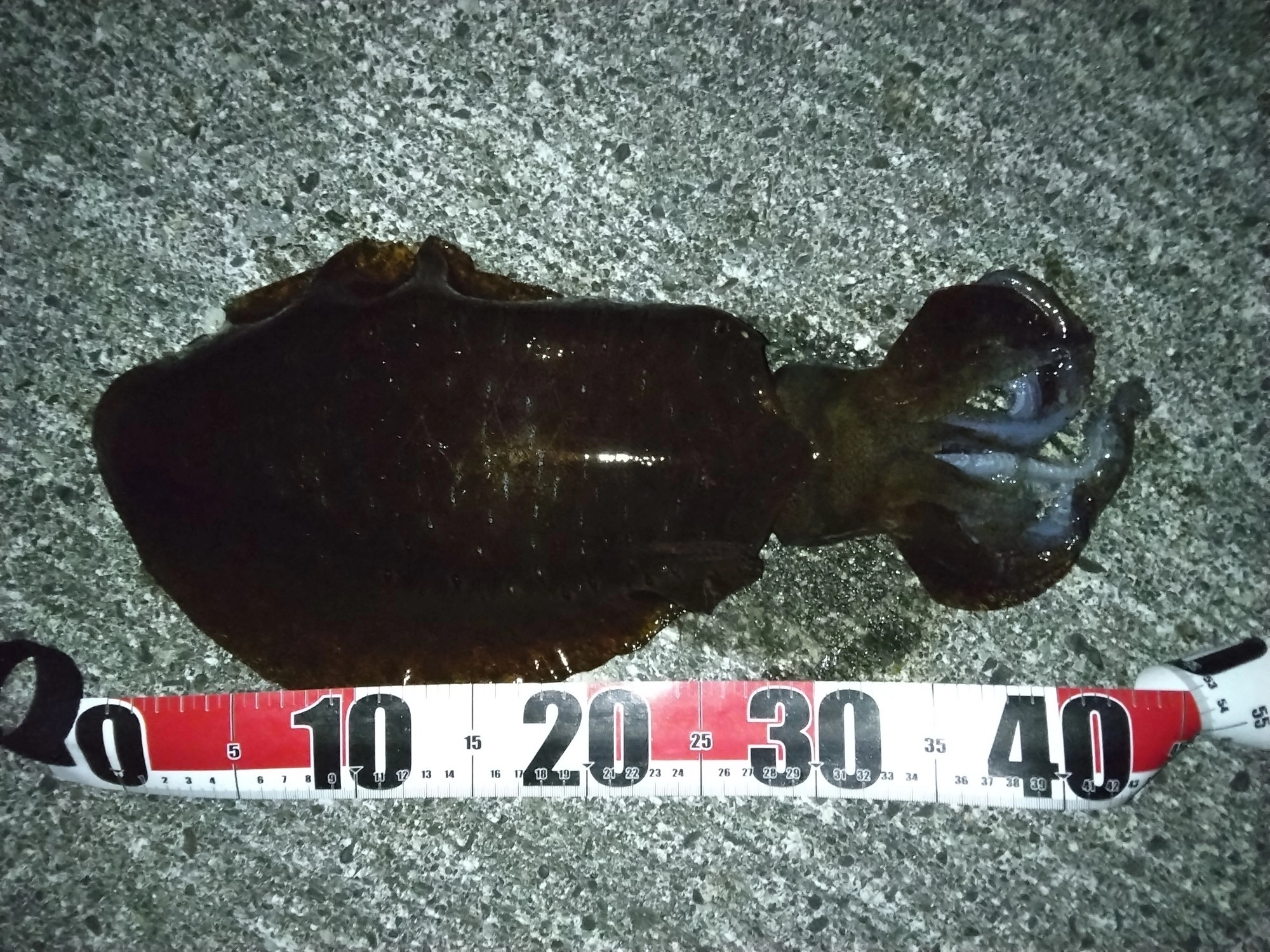 胴長29cm