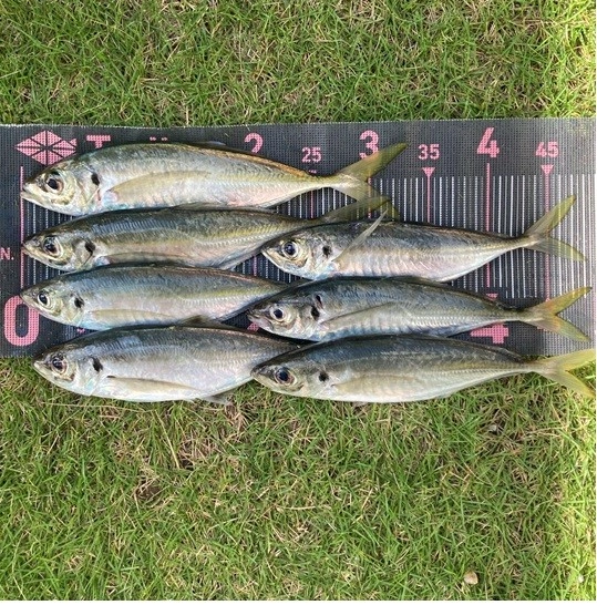 サーフで釣れるアジは平均サイズがでかいです。