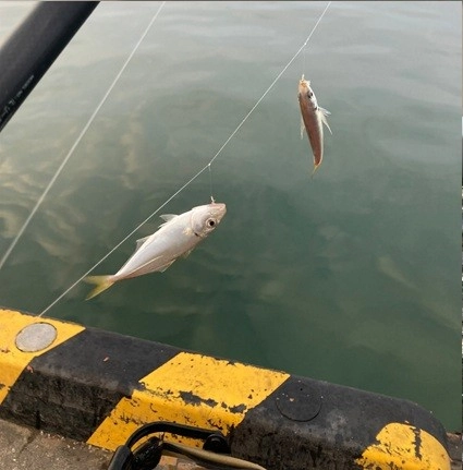 サビキで釣れるアジのサイズが大きくなってきました。