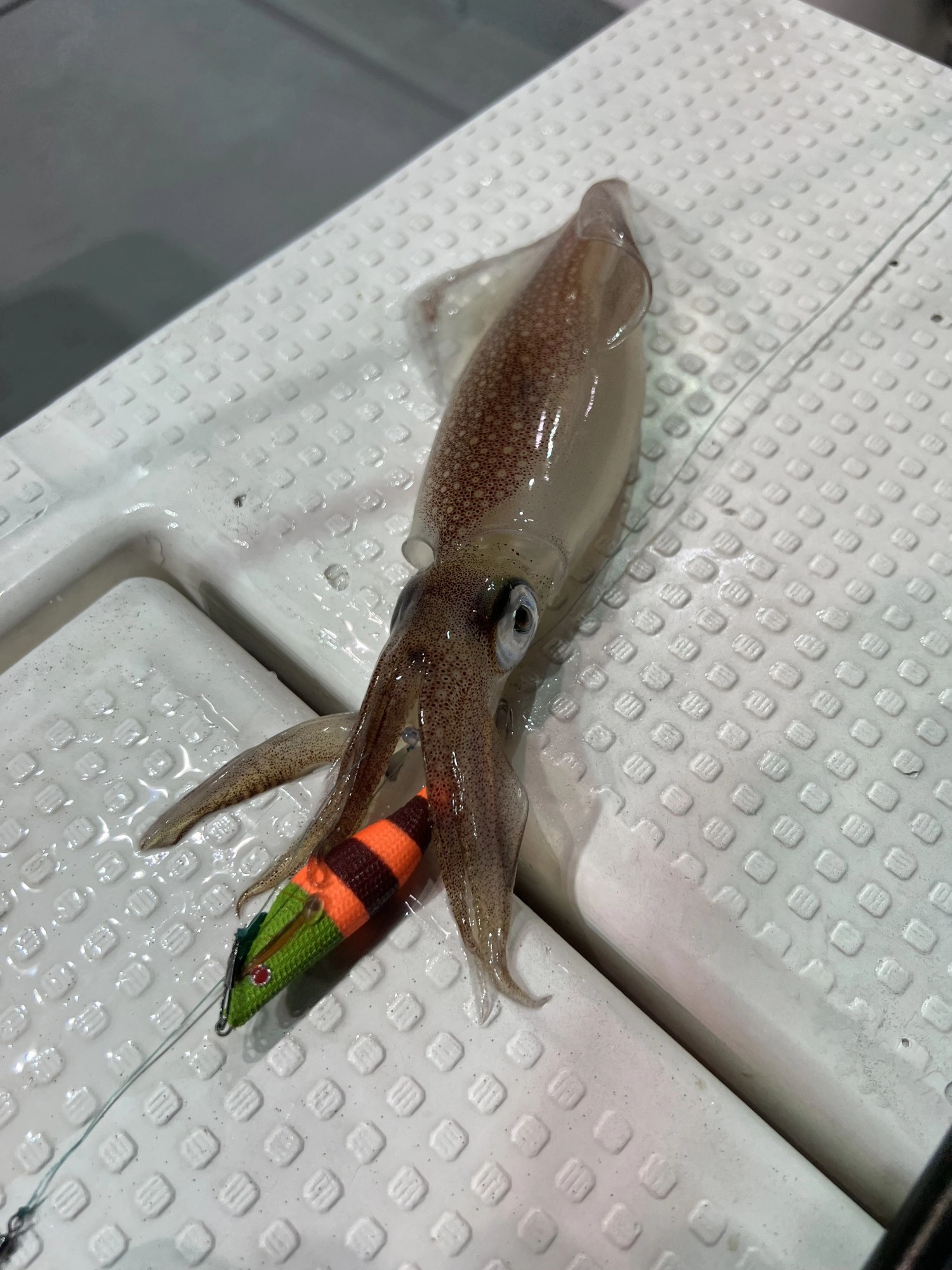 Tsulinoオリカラにもヒット♪