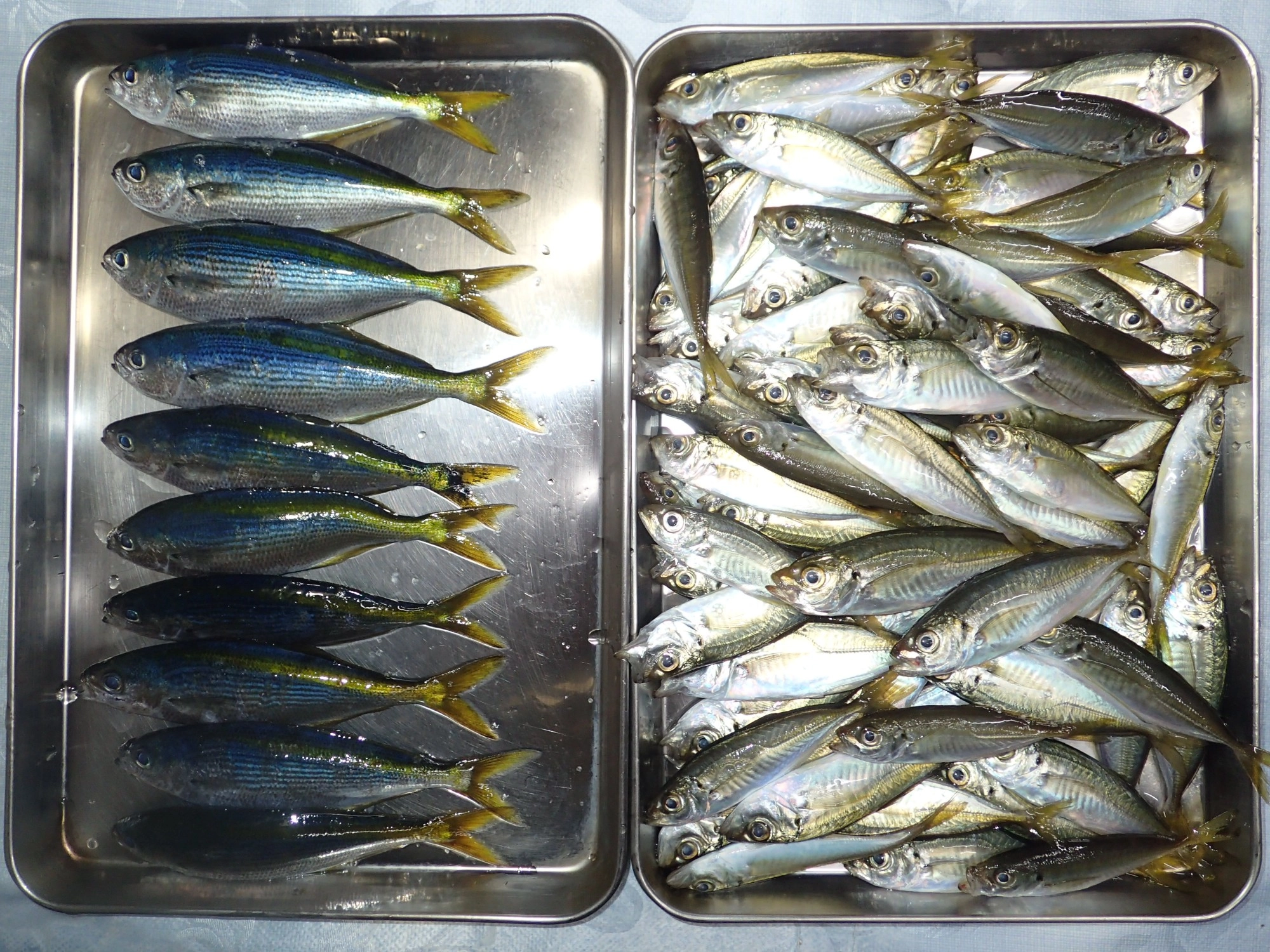 アジ76匹、タカベ10匹