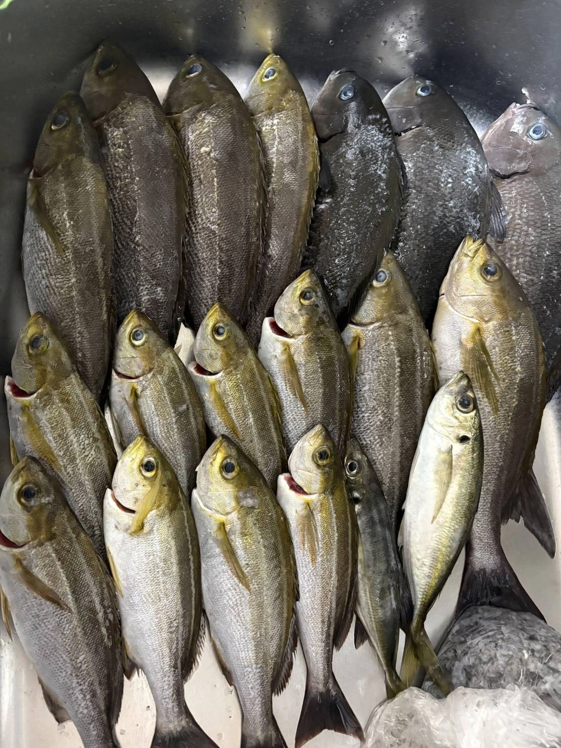 美味しい魚が釣れます