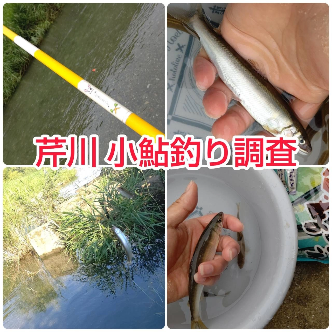 芹川で鮎エサ釣りに挑戦！イシグロ彦根店 | 釣具のイシグロ | 釣り情報