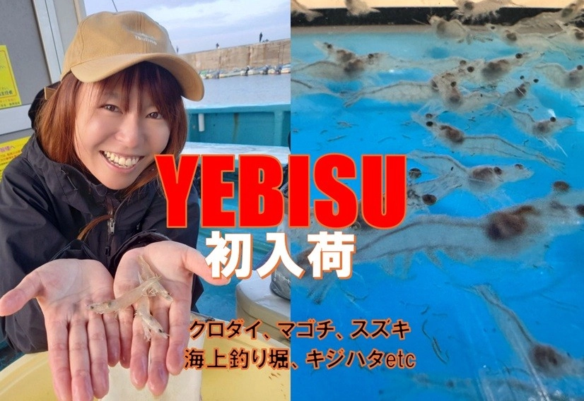 【静岡エリア初入荷】話題の活きエサ！YEBIS（エビス）エビ販売開始しました！