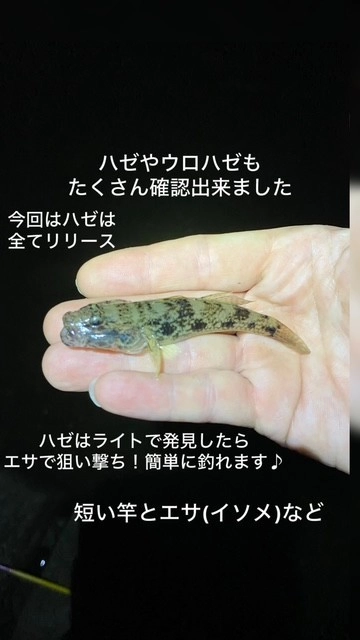 マハゼ・ウロハゼも多数確認できました