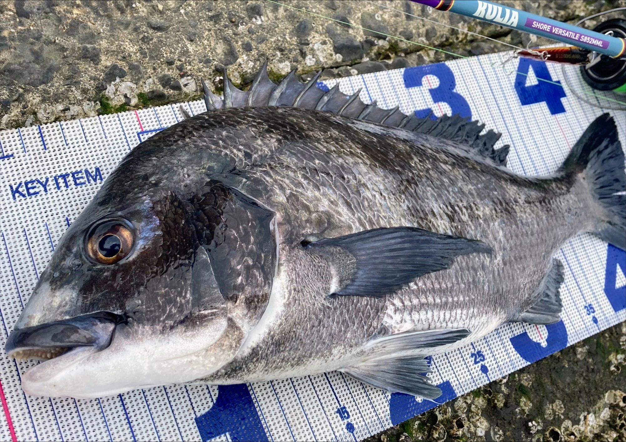 KULIAショアバーサタイル、ソルトルアー入門にオススメです♪