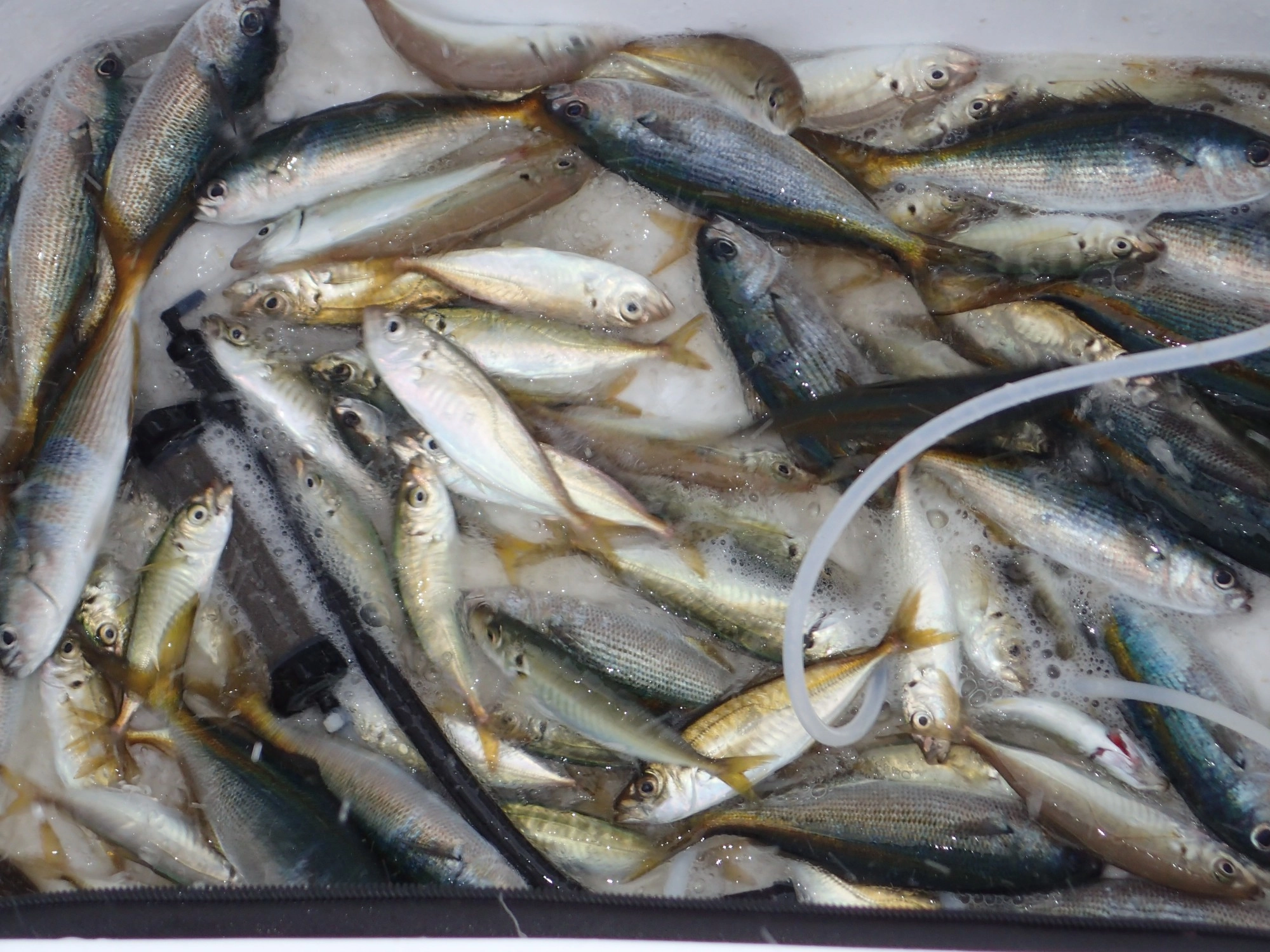 タカベ、アジ、アオアジ　2