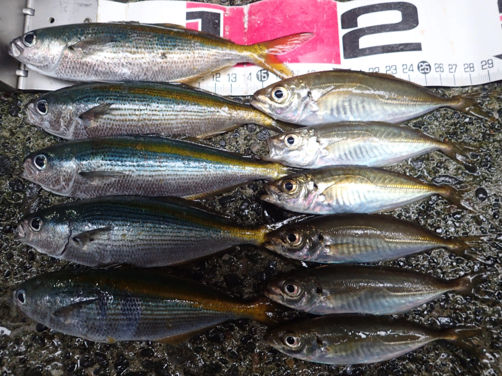 タカベ、アジ、アオアジ