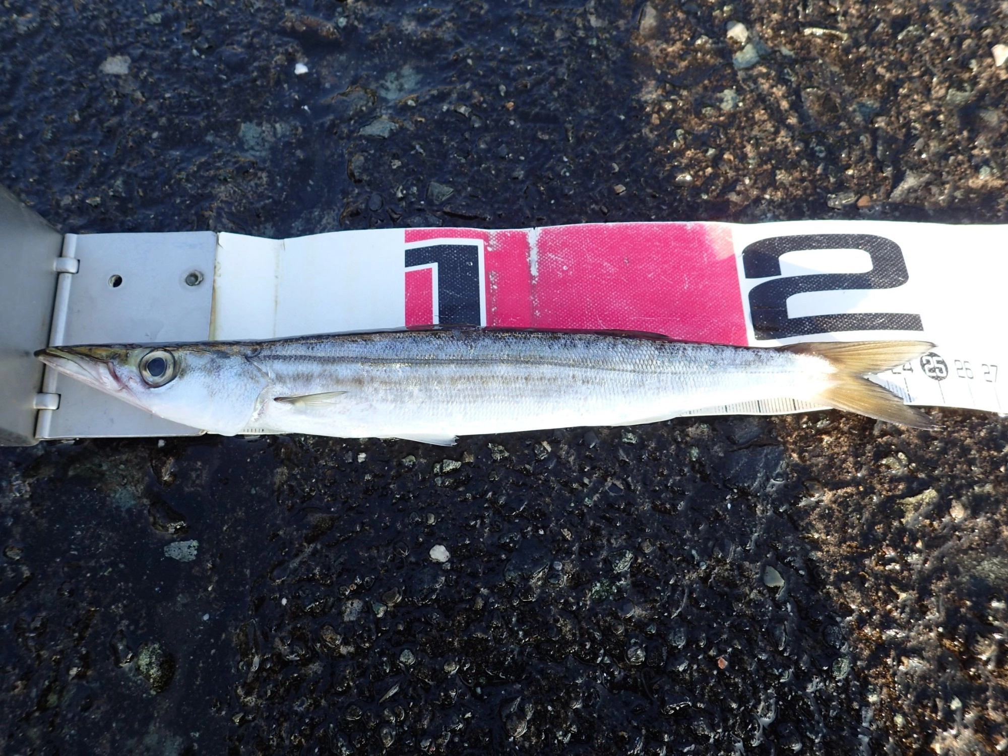 カマス　25ｃｍ
