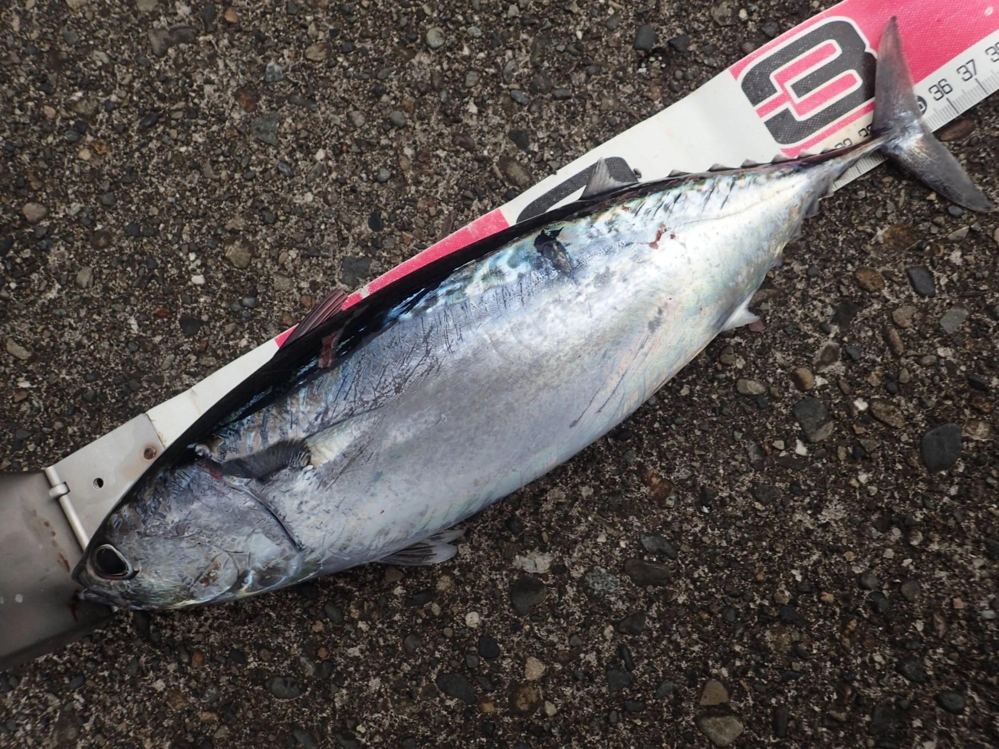 マルソウダ　37ｃｍ