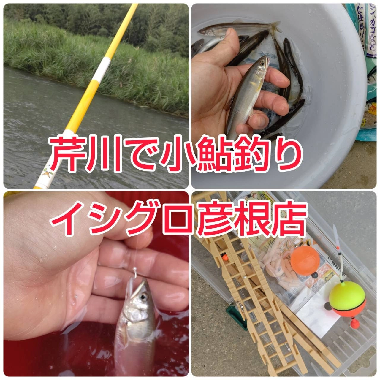 芹川で鮎エサ釣りが面白い♪イシグロ彦根店 | 釣具のイシグロ | 釣り