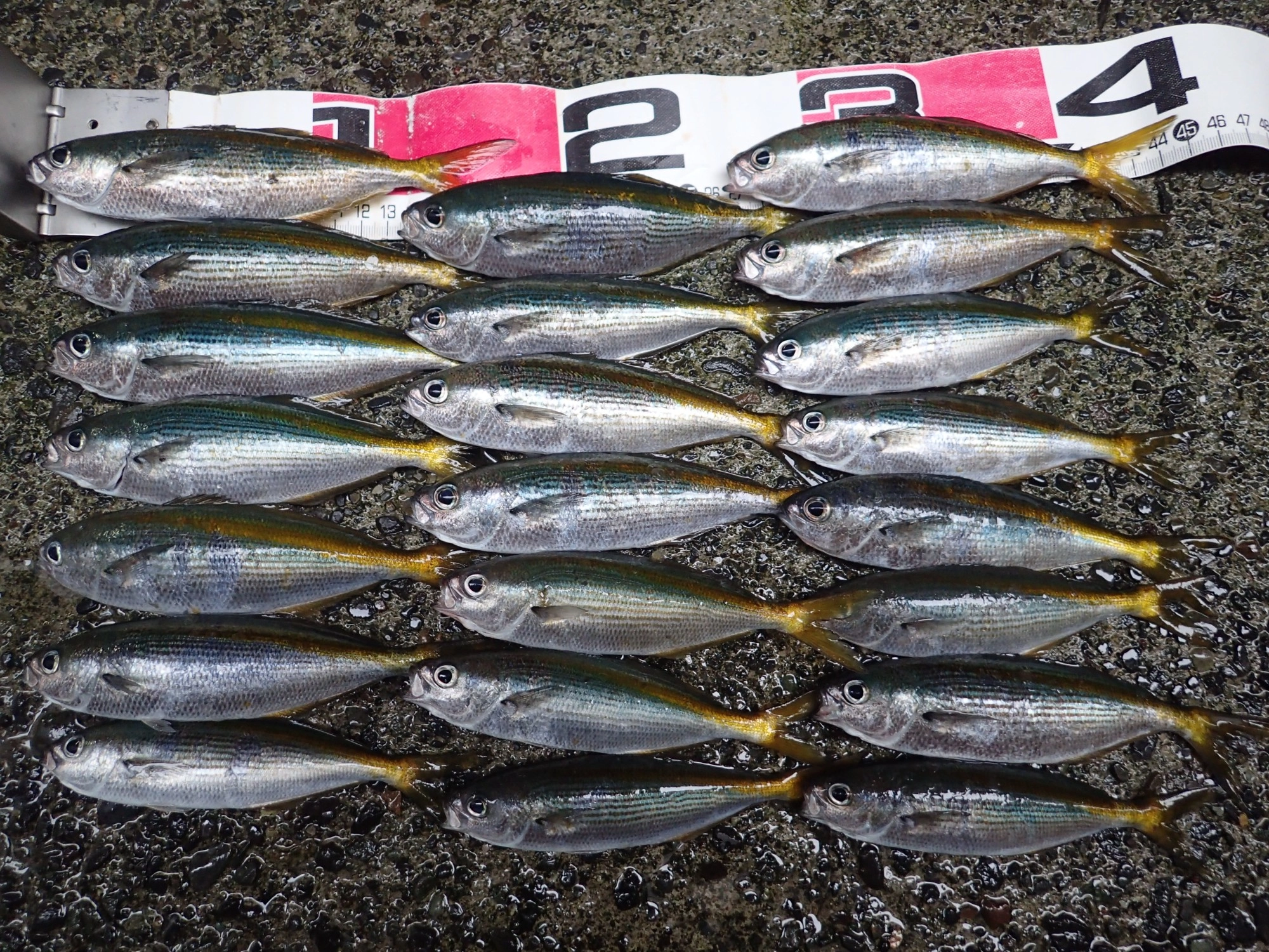 タカベ22匹