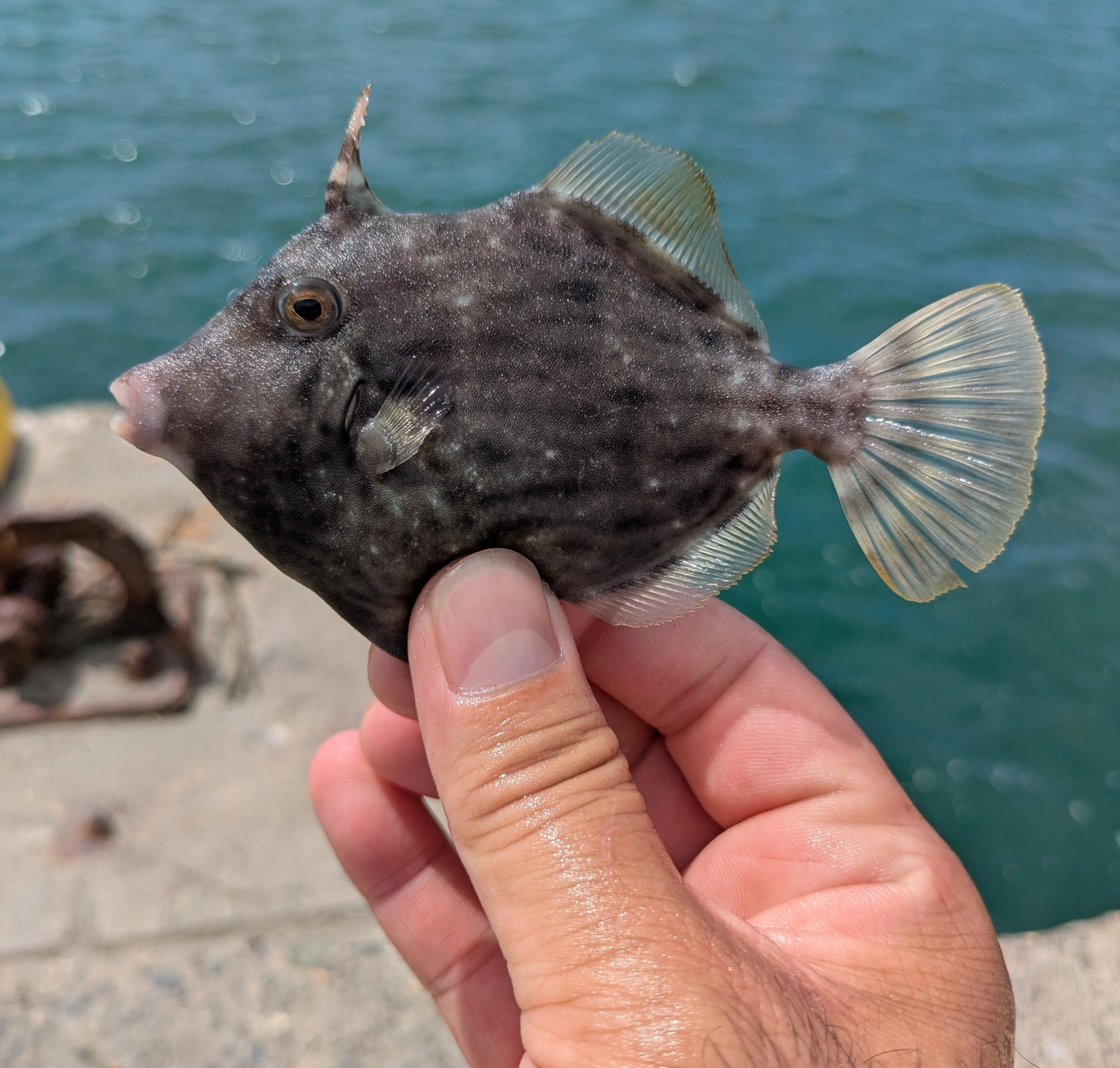 出社前に浜名湖を見てきました。30分ほどでカワハギ2枚、アオリの姿もありアオリも狙ってみましたが釣れませんでした・・・