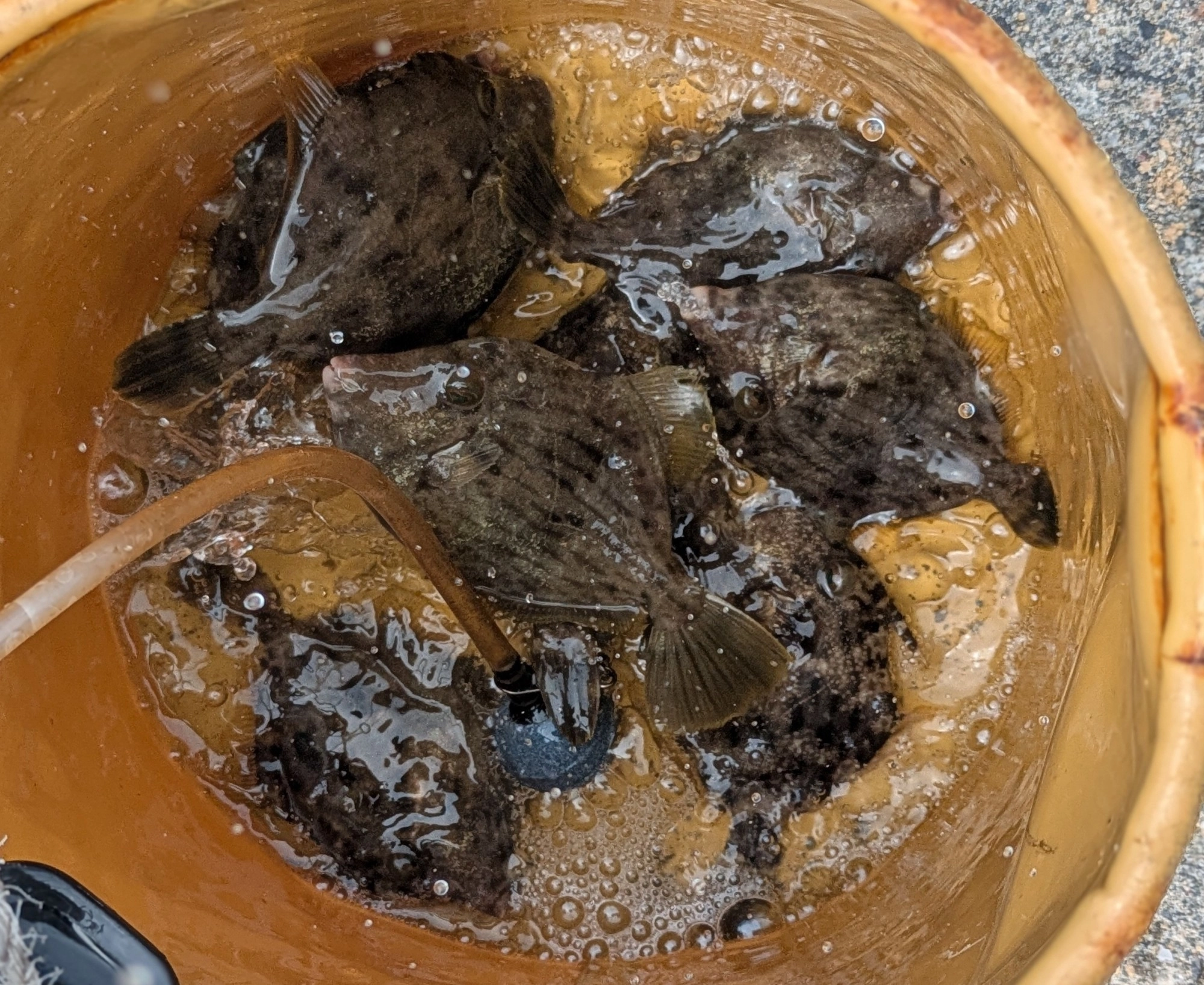 実釣時間30分ほどでこの釣果！前回のリベンジ成功しました！