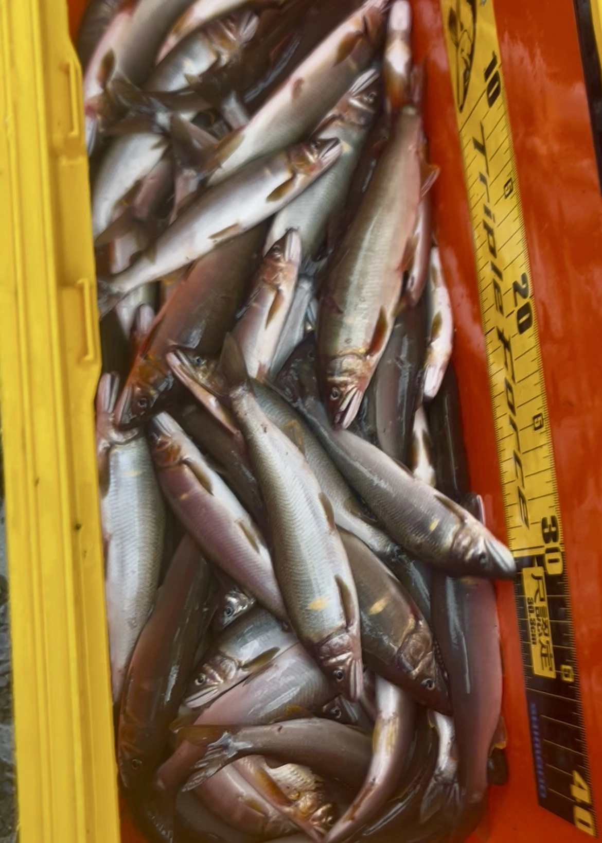 最終釣果75匹