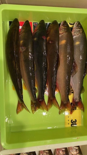 26cmクラスが出始めました