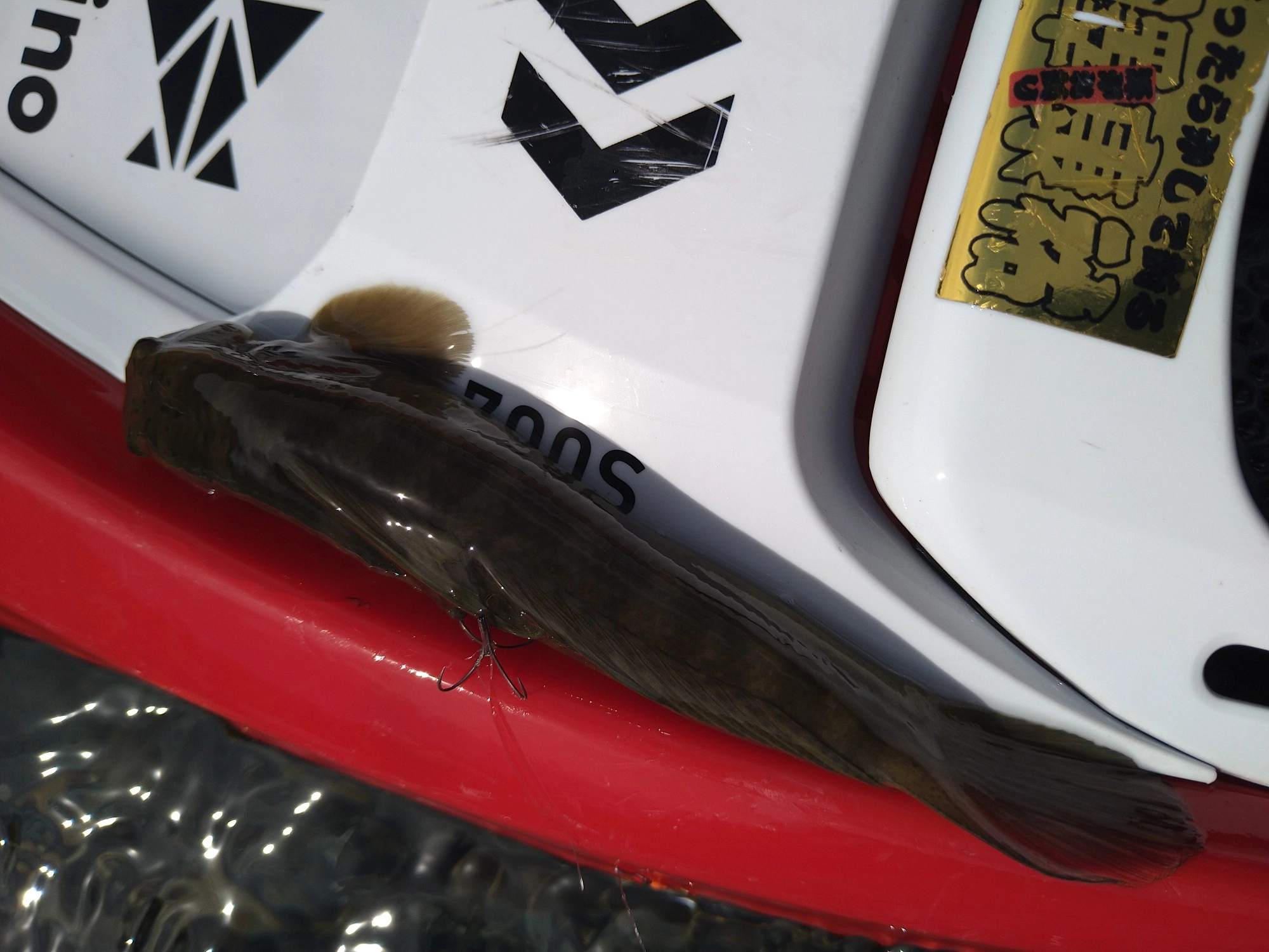 奇麗な水の証拠！？ボウズハゼは特大です（笑）