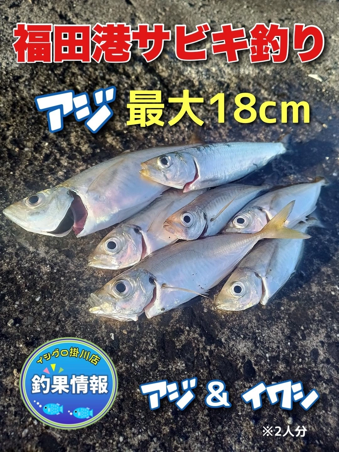 １時間２人分の釣果です。魚はたくさんいましたよ～。