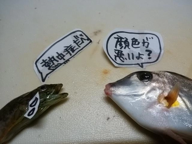 暑すぎ