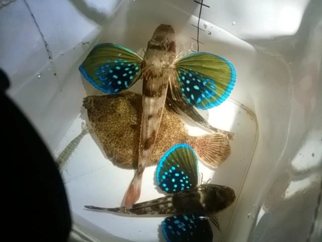 食べてみた