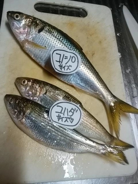 サイズ
