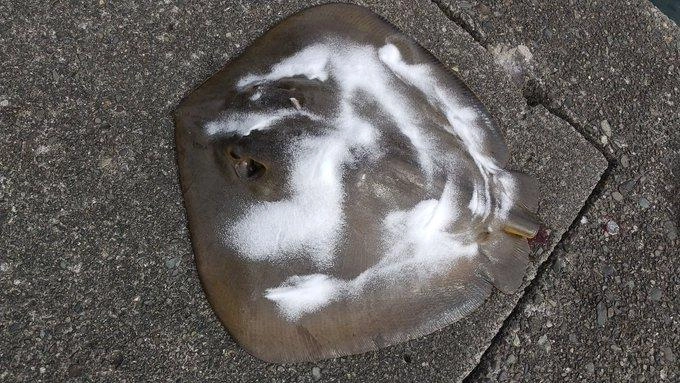 ぬめり取り。さらさらの塩が灰色のメレンゲ状の塊になる。
これらを流水で流した後も残ったぬめりと汚れがなくなるまでよくこする。裏表ともになめし革様の手触りになったら解体開始。
手で軟骨の縁をなぞり、左右のヒレを5枚おろしの要領で。