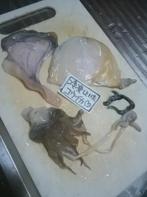 冷凍保存