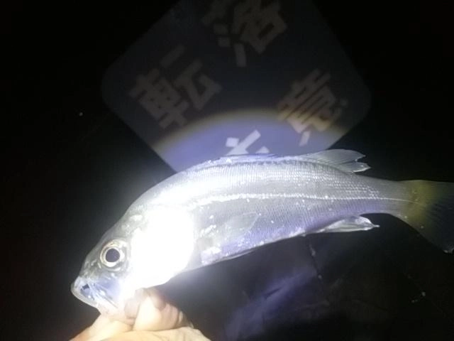 塩焼サイズ