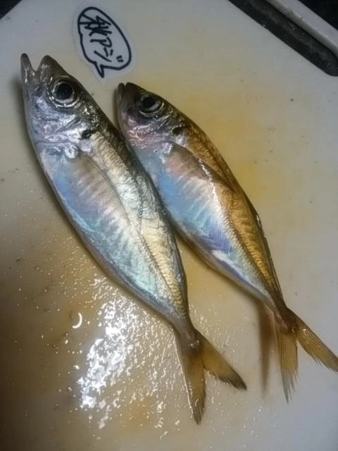 アジ