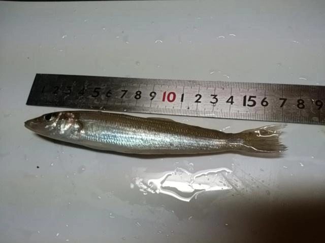 デカキスだ。自分的に