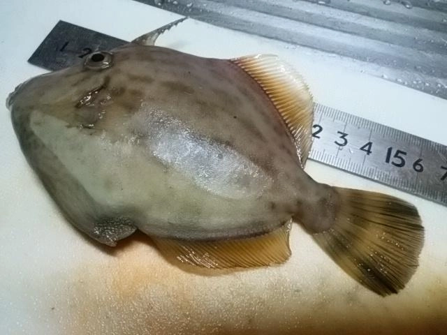 デカハギじゃ。
