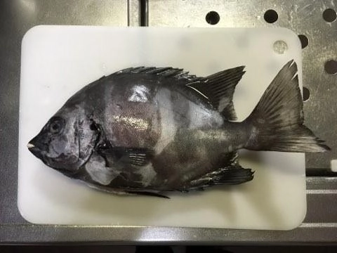 外道とはいってもイシダイの子!立派です!!