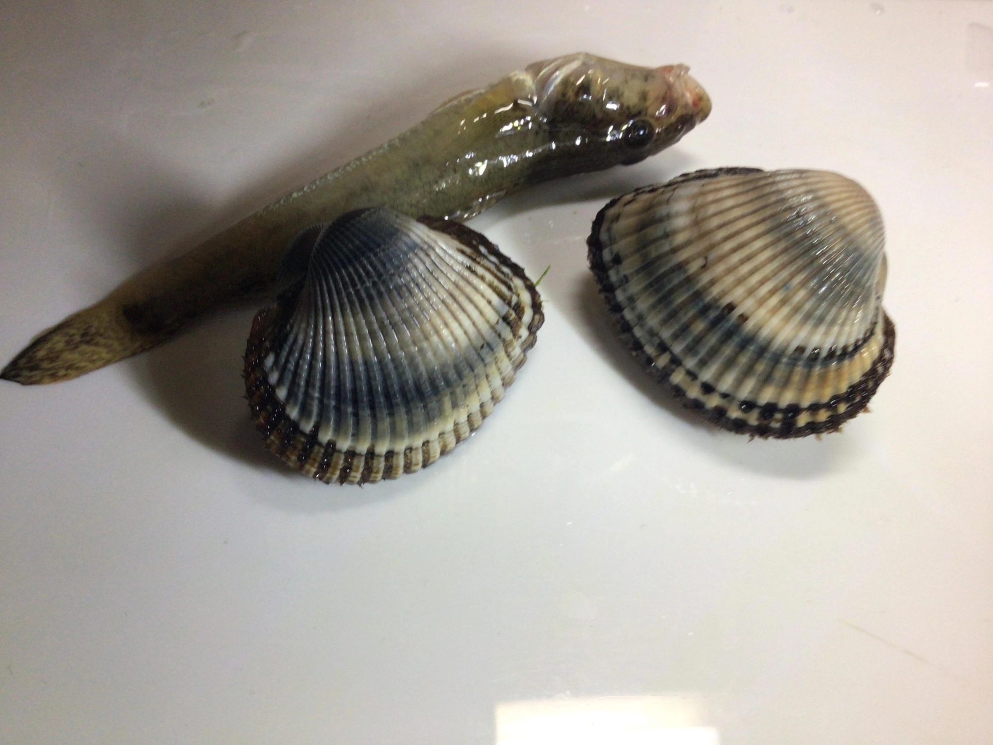 今日の釣果デス❗️ハゼは不調でしたが、ルアーで赤貝GETデス❗️