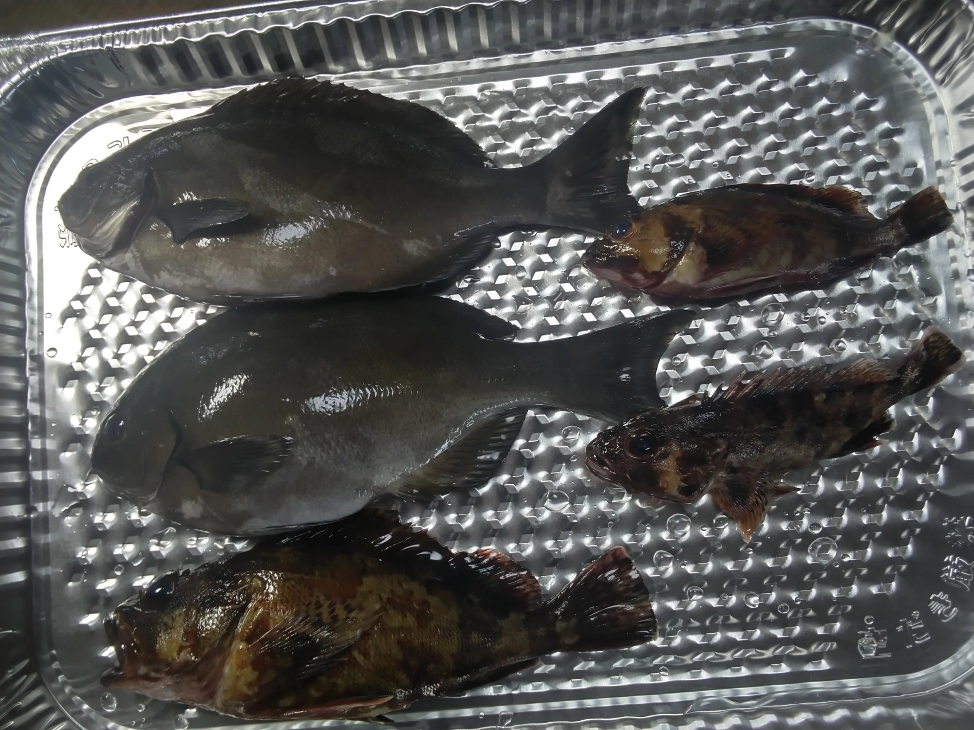 色々、メジナを使い調理してちょっと変わった寿司が食べたかったので作ってみました。画像の寿司でしたらば、魚は半身でできました。