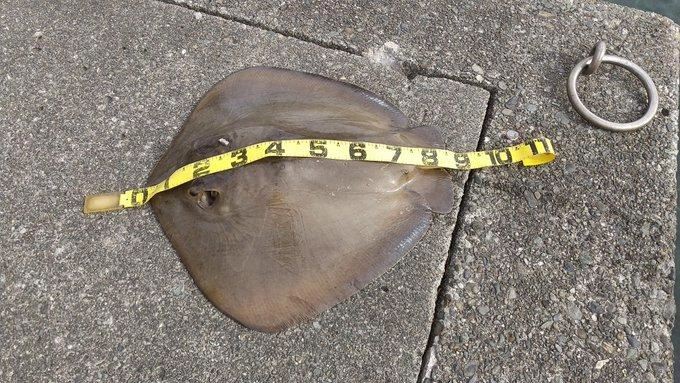 体盤長・幅ともに約85cm。