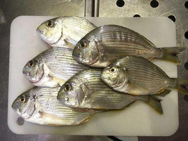 ヘダイ。調べてみたら意外と美味しいお魚だという事なので、簡単に塩焼きで頂く事にしました。