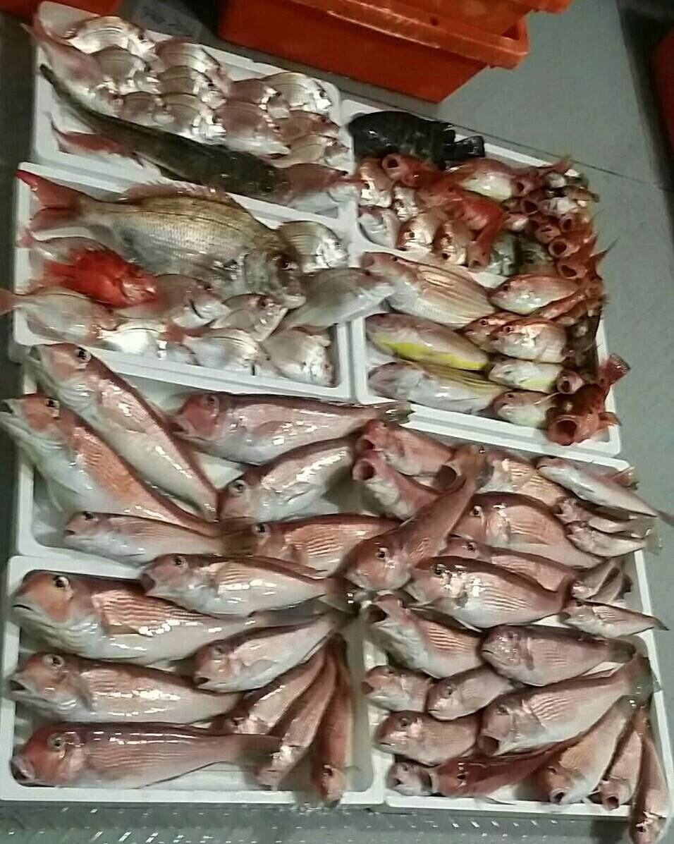 中深場魚礁五目
これからの時期
凪あれば！