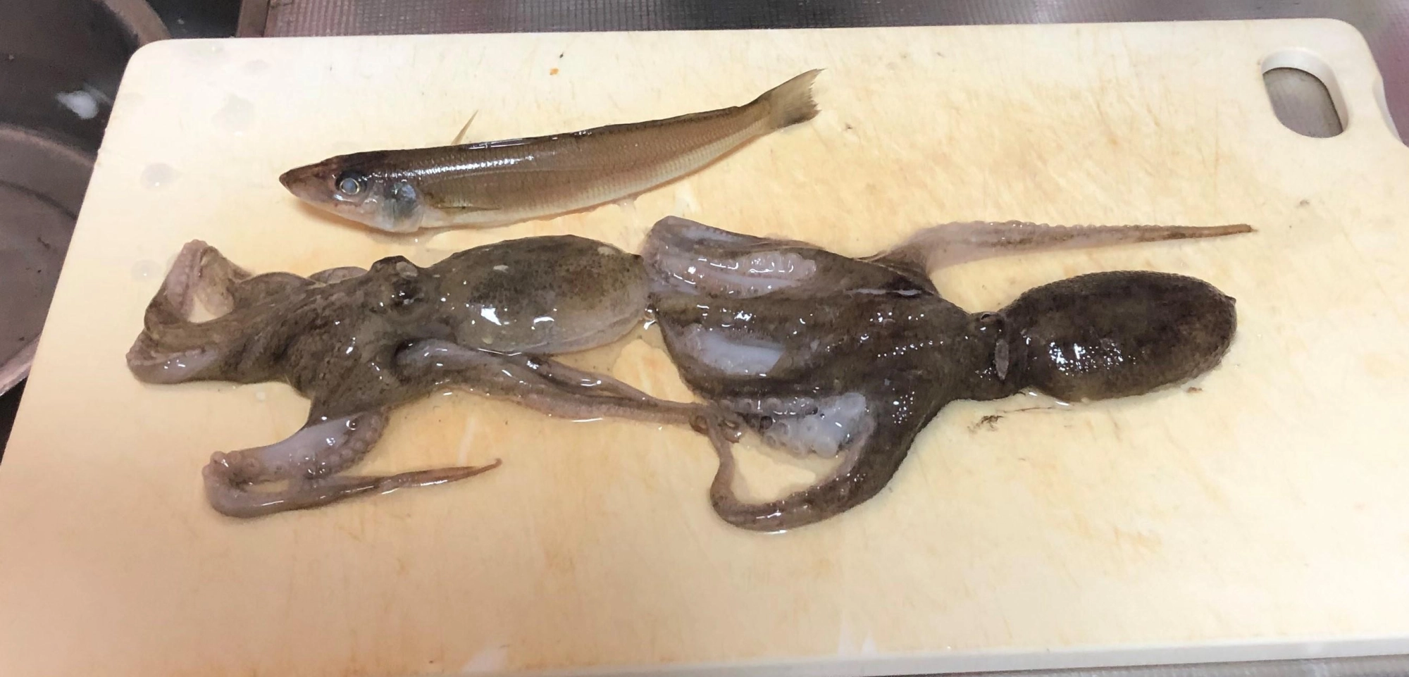 釣果。乏し。でも食べられる分だけで有難し。