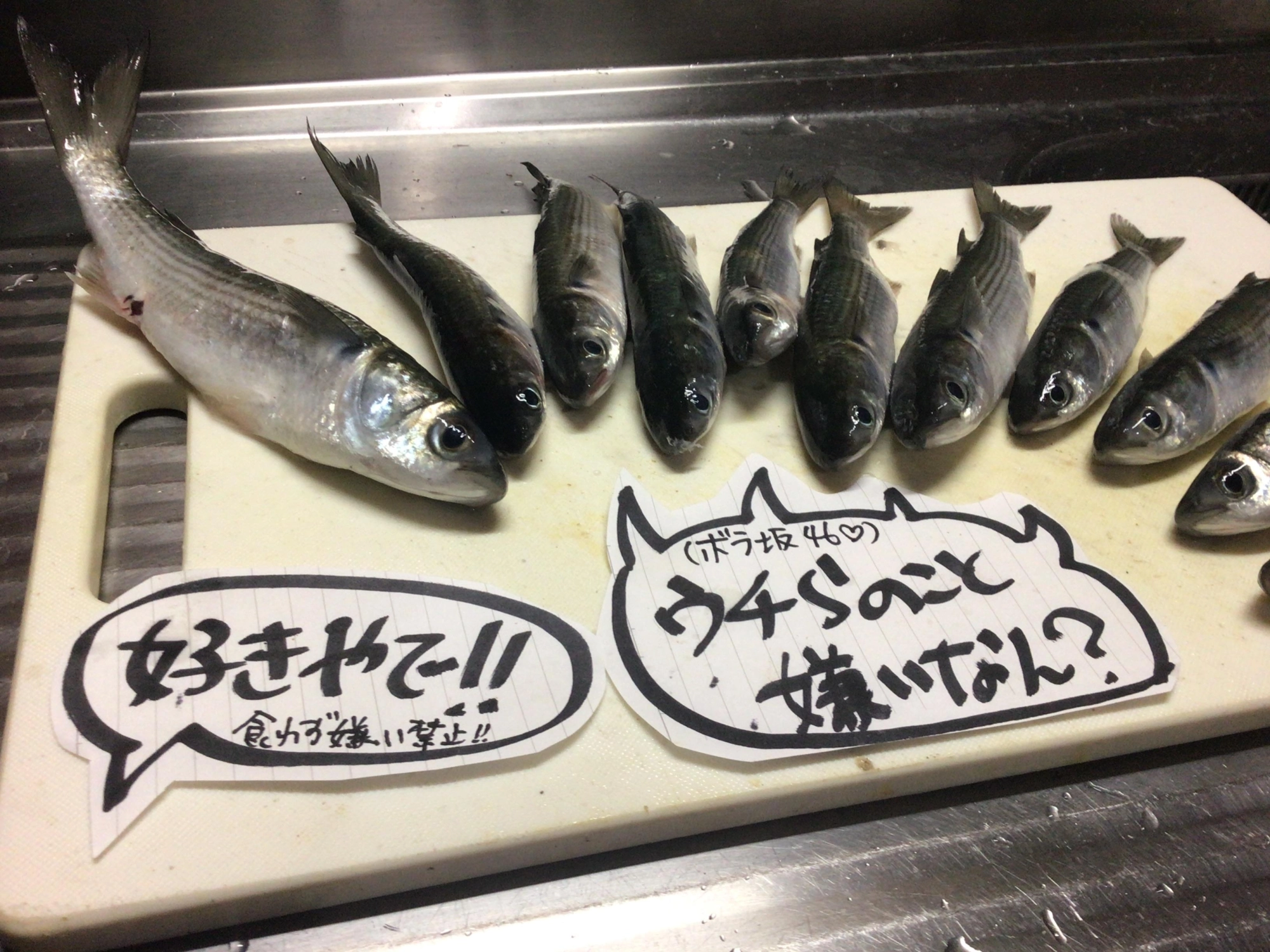 何故か不人気のボラさんデス❗️綺麗な海なら臭いは気になりませんヨ。