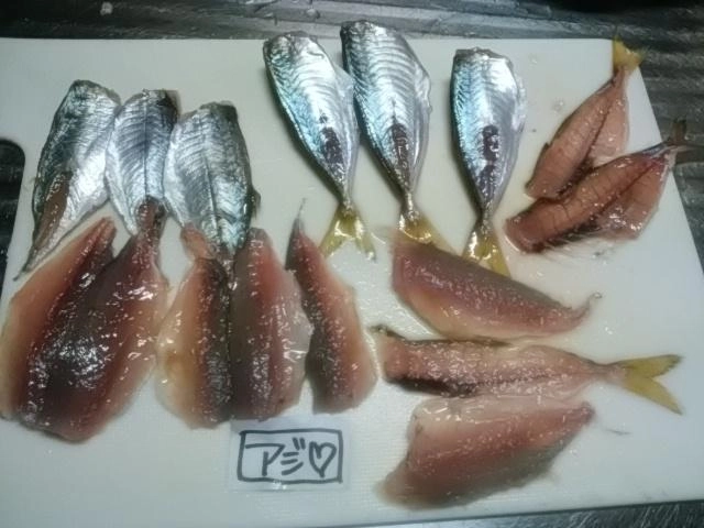 アジ絶好調