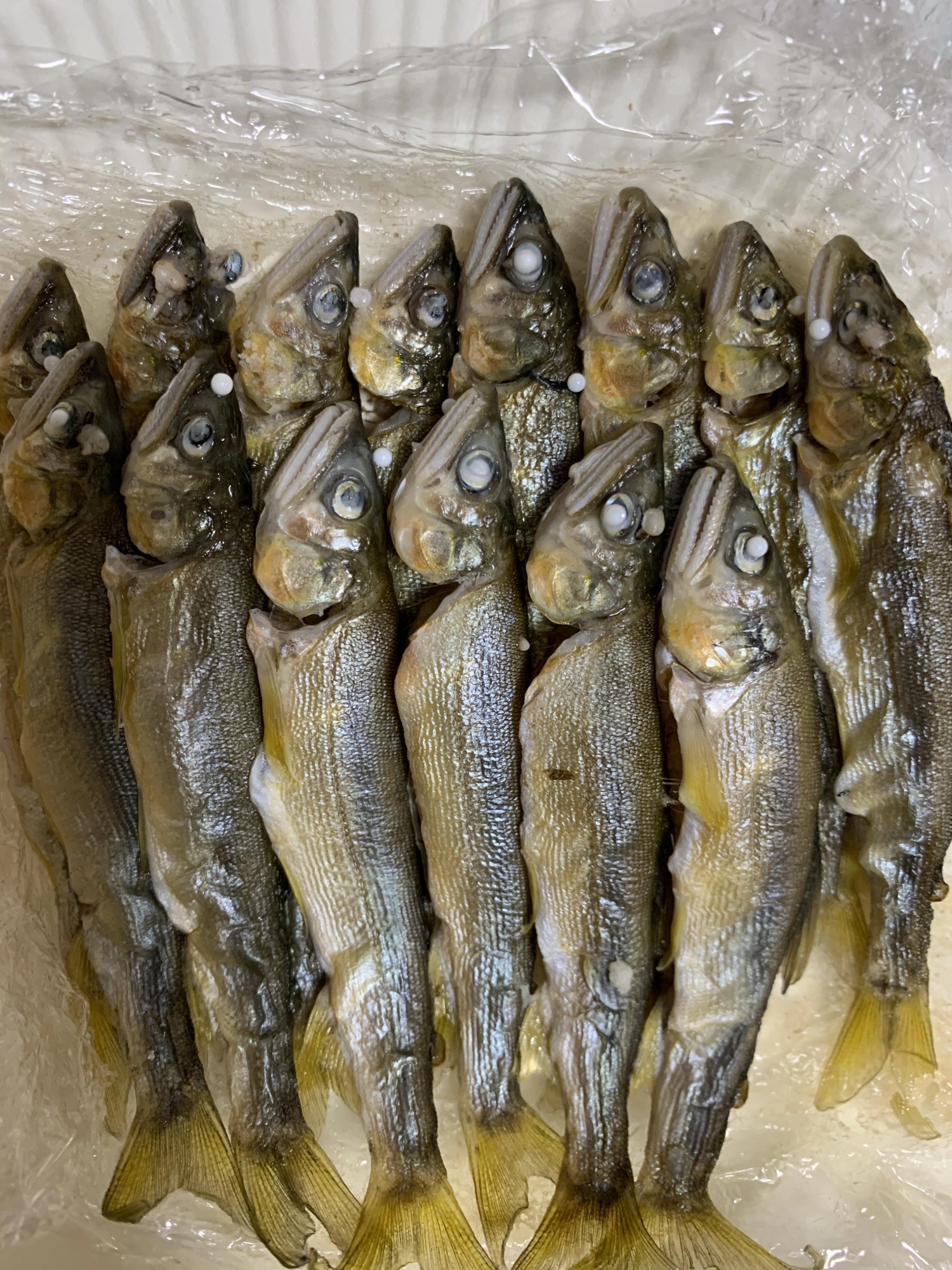 レンジで5分軽く水分を飛ばします。