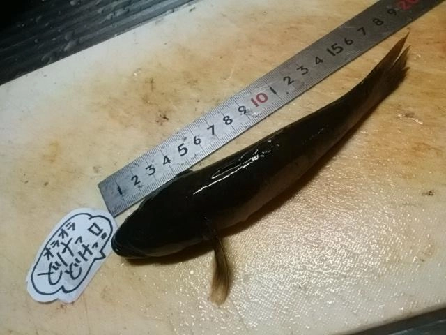 デカい